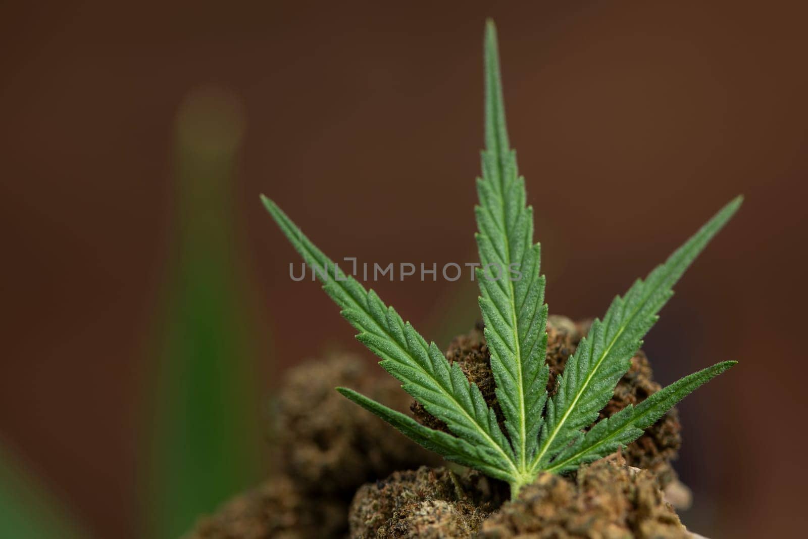 Top view of marijuana leaves and cannabis buds