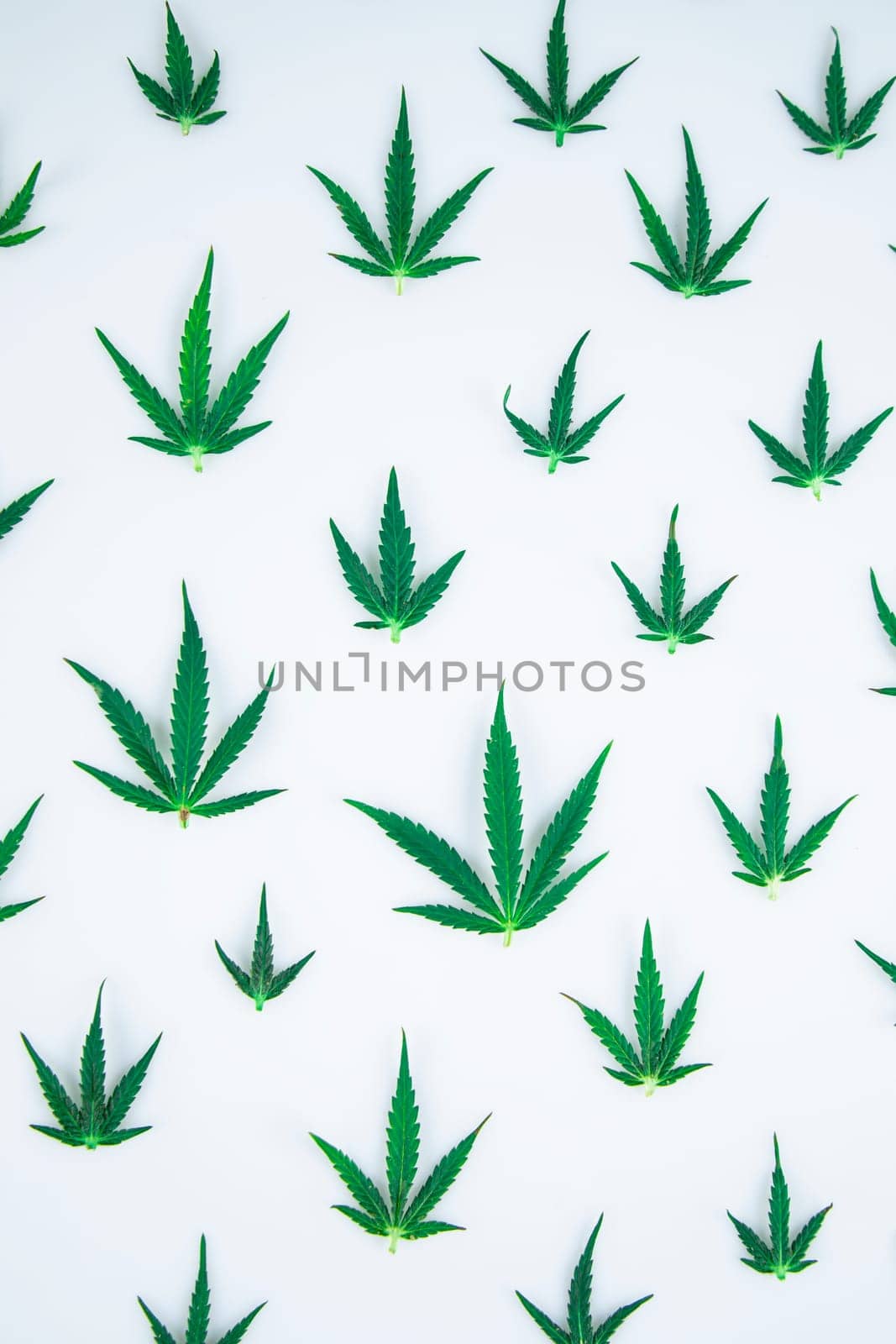 Cannabis leaf,marijuana isolated on white background