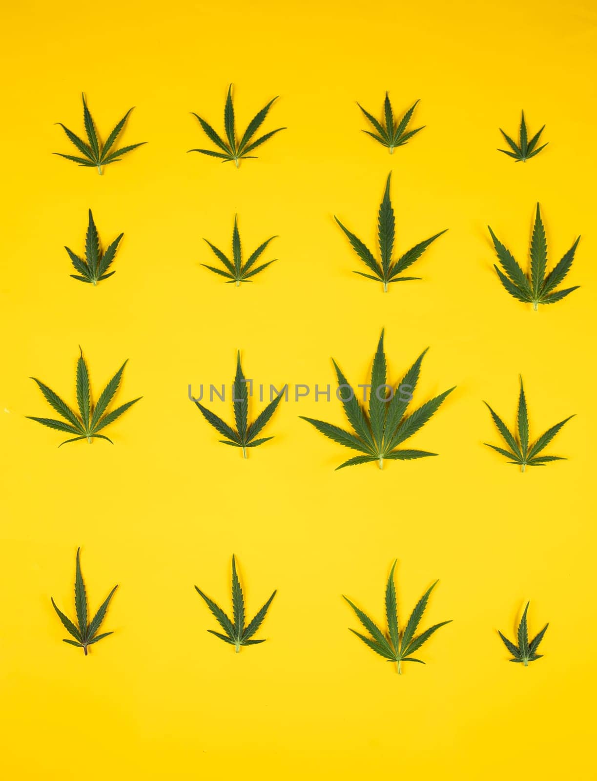 Flat lay composition, cbd, Cannabis leaves with marijuana