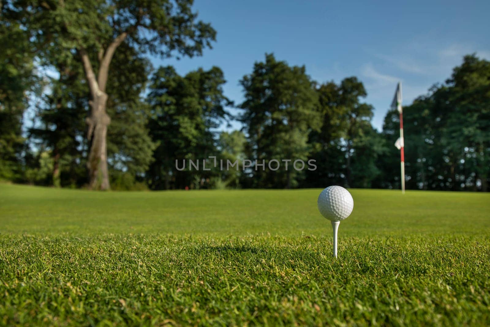 Golf ball on green course in the forest