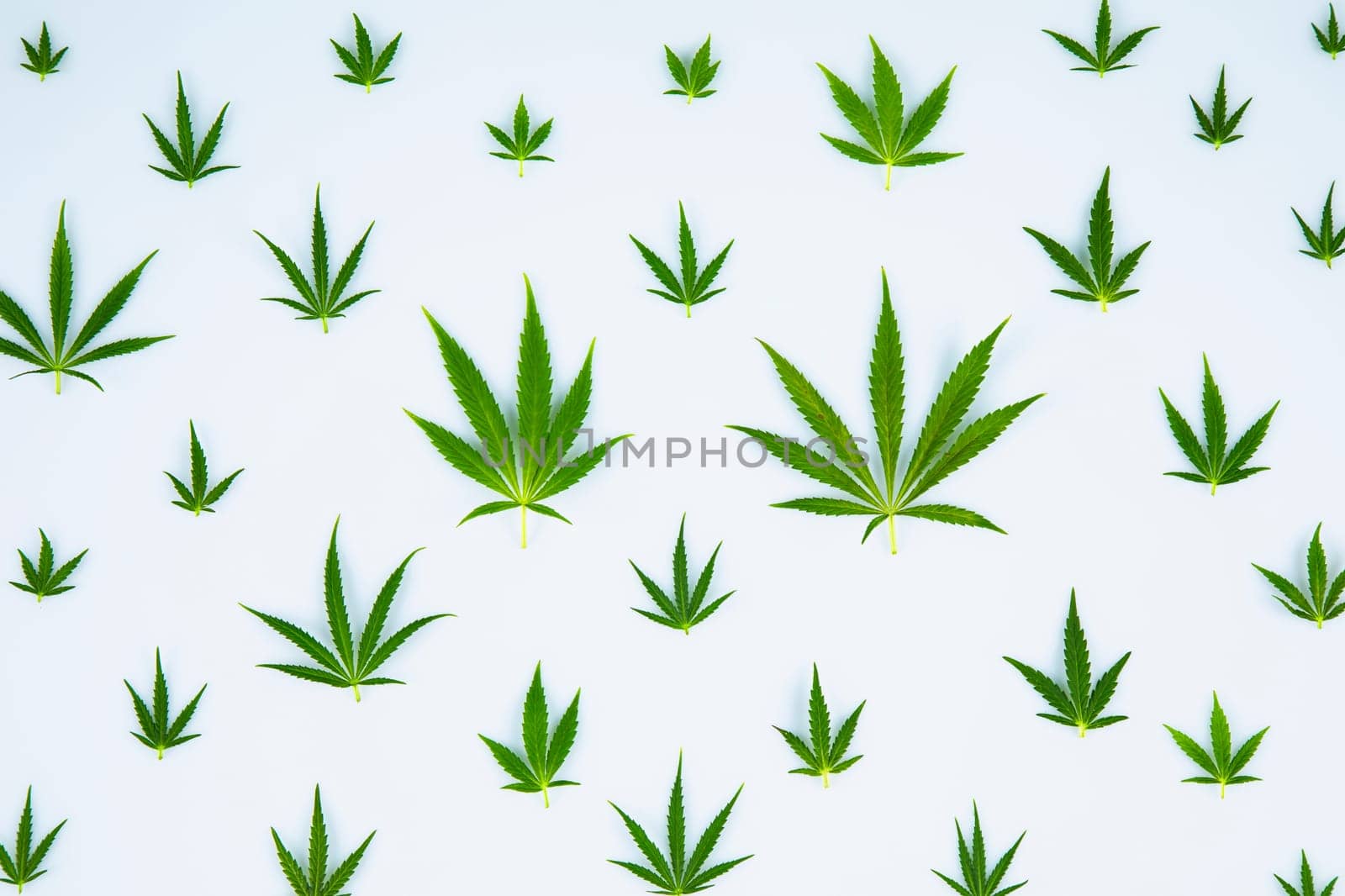 Marijuana cannabis leaf in the light