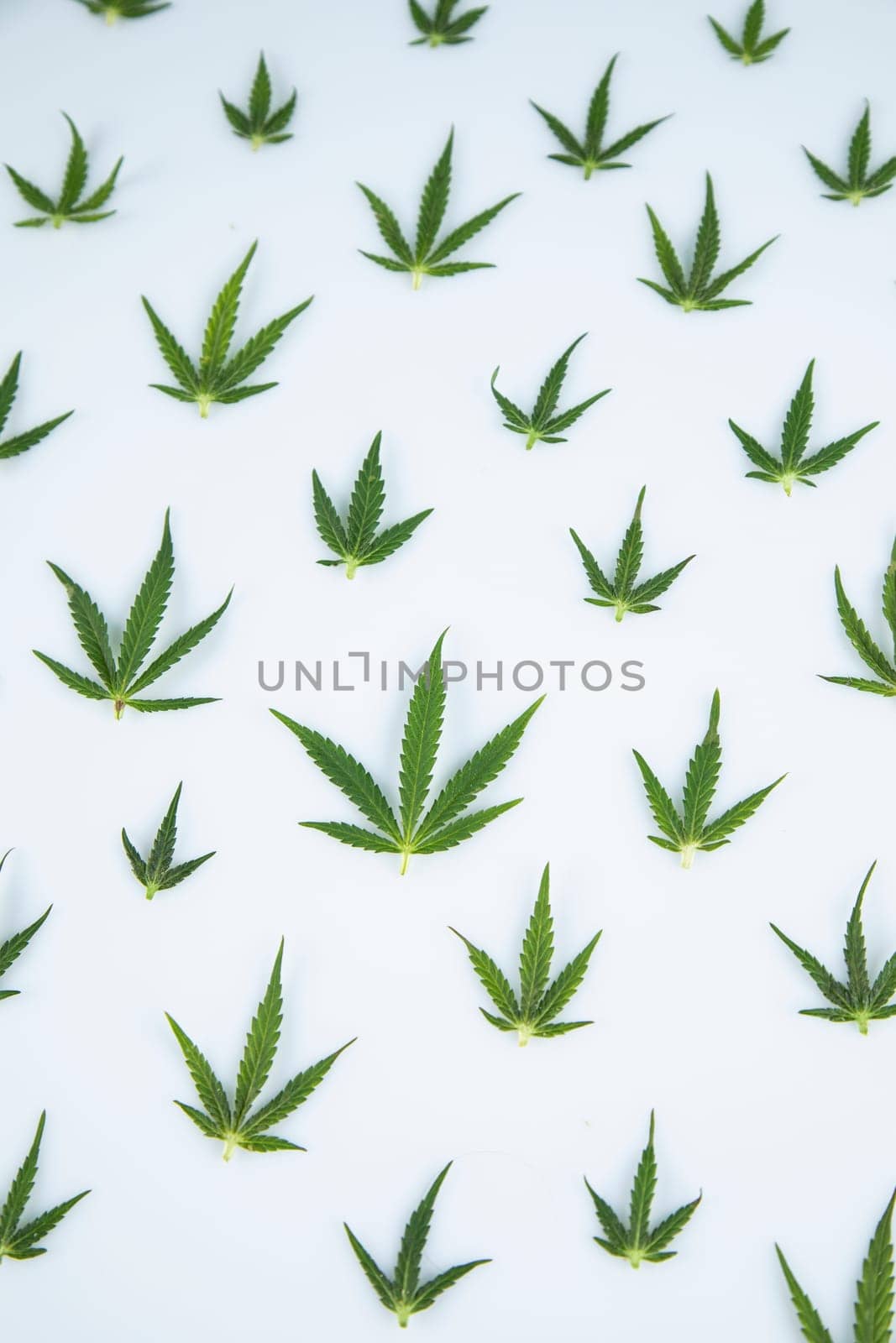 Cannabis leaf,marijuana isolated on white background