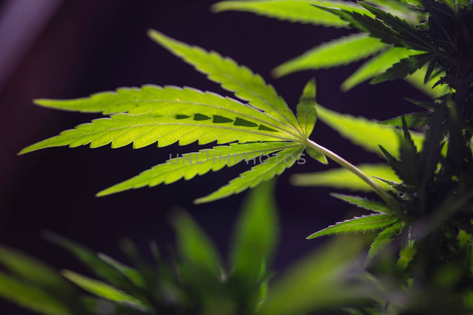 Close up view of green marijuana plant