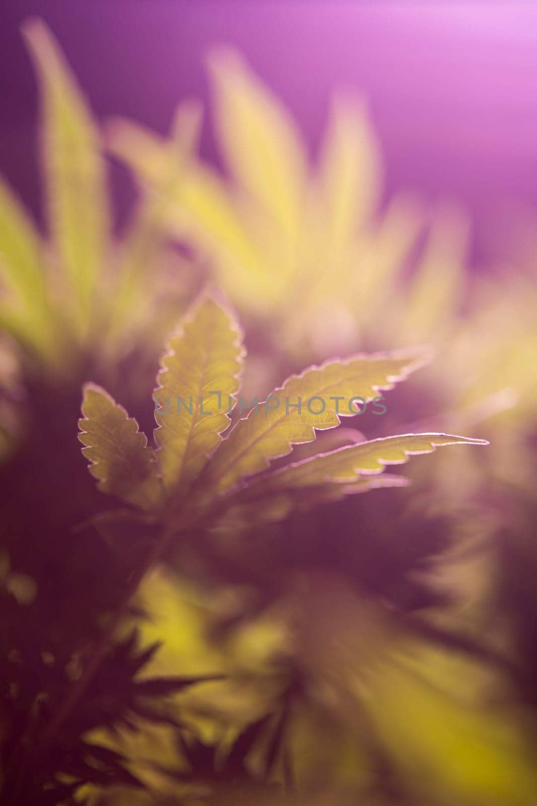 Green cannabis flowers, Weed medicine leaf, Marijuana