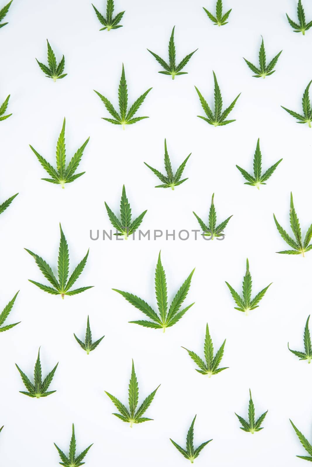 Cannabis leaf,marijuana isolated on white background