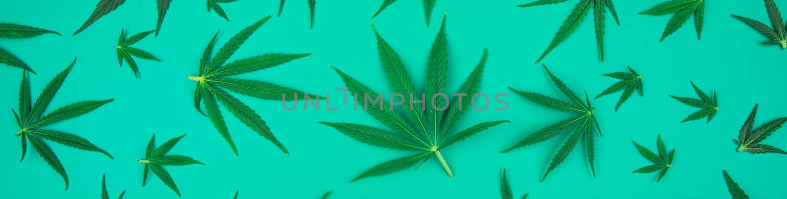 Cannabis leaves with marijuana, cbd, Flat lay composition