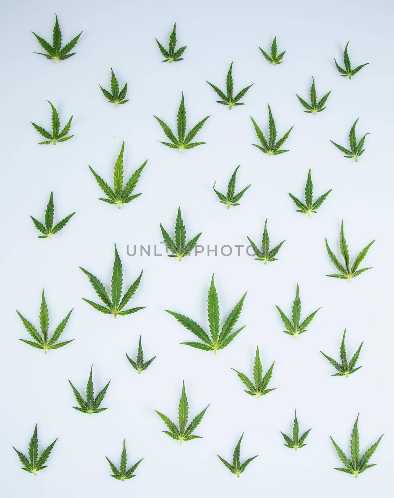 Cannabis leaf,marijuana isolated on white background