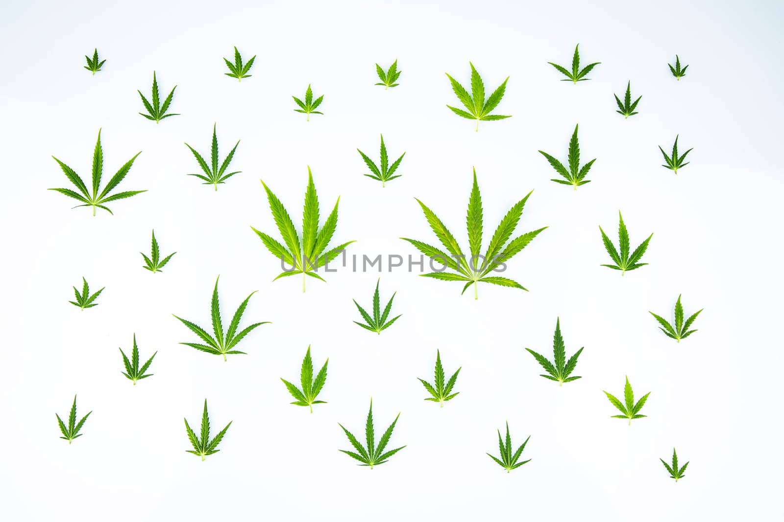 Cannabis leaf,marijuana isolated on white background