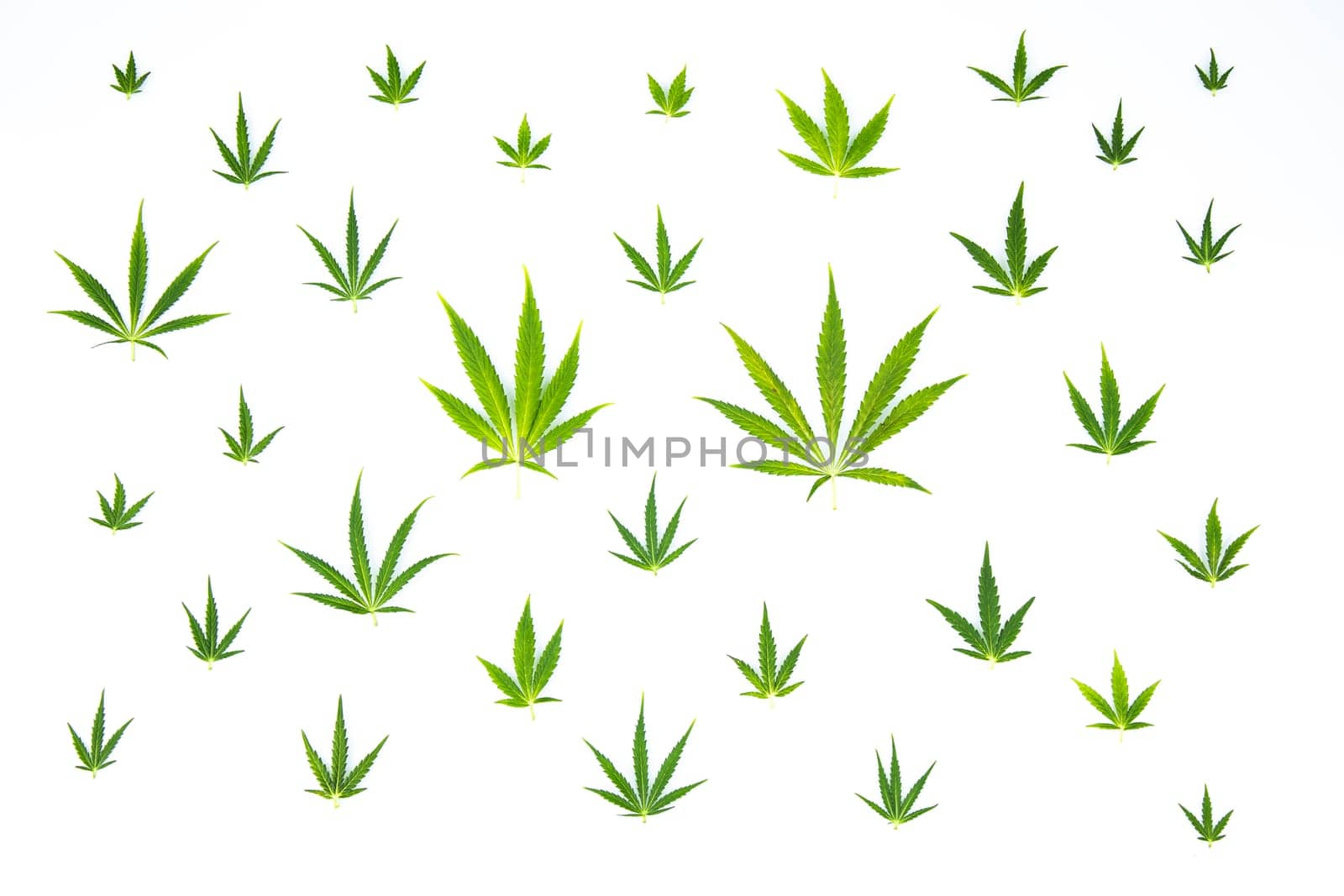 Cannabis leaf,marijuana isolated on white background