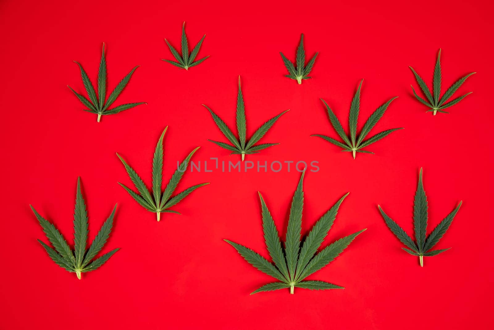 Flat lay composition, cbd, Cannabis leaves with marijuana