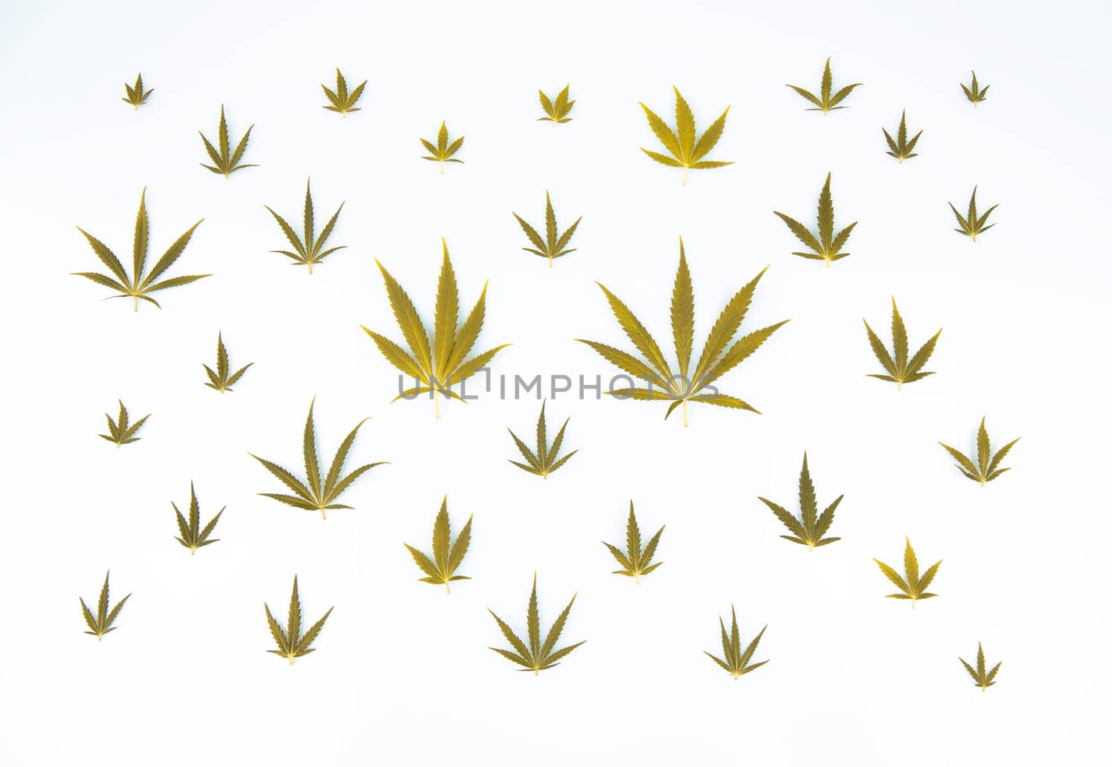Cannabis leaf,marijuana isolated on white background