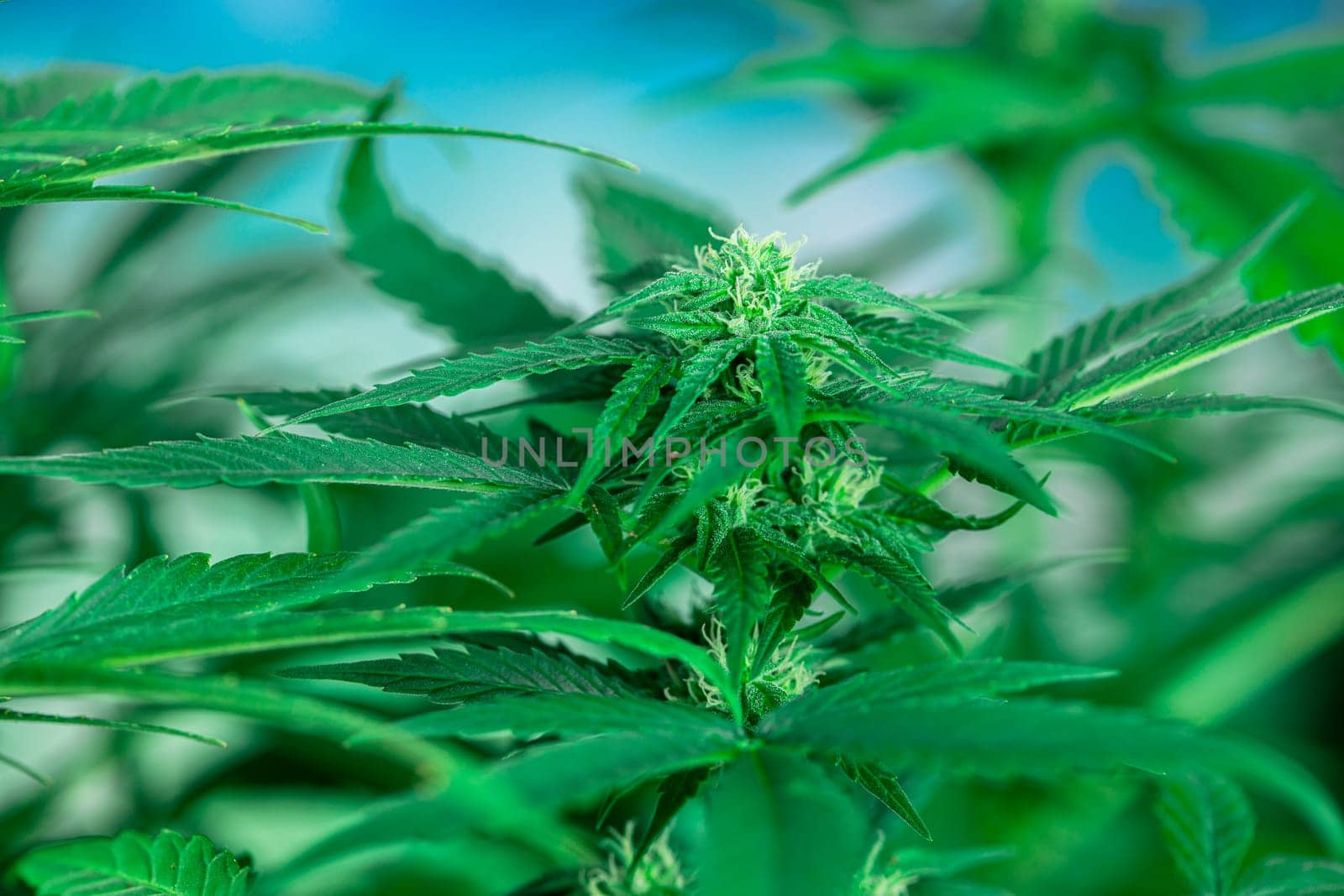 Close up view of green marijuana plant