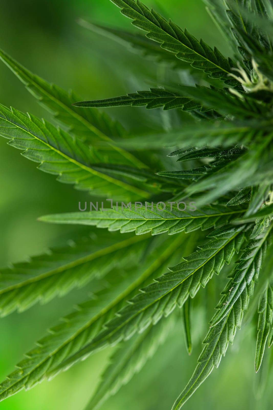 Cannabis leaf and marijuana plant. medical marijuana cannabis