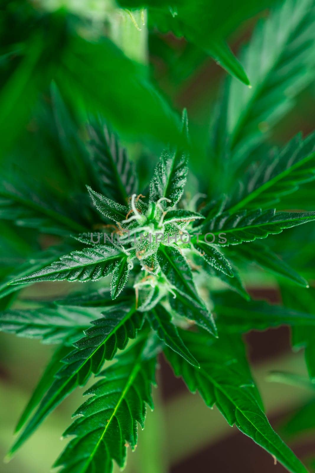 Blunt, cannabis and medical marijuana bud , cbd