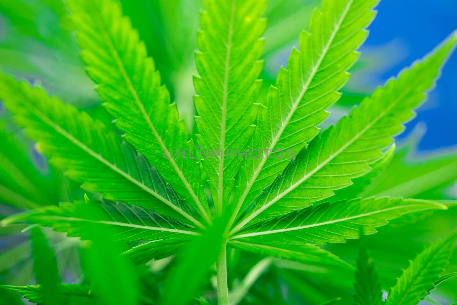 Cannabis leaf and marijuana plant. medical marijuana cannabis
