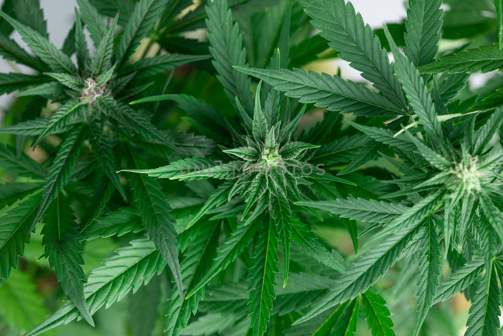 Green cannabis flowers, Weed medicine leaf, Marijuana