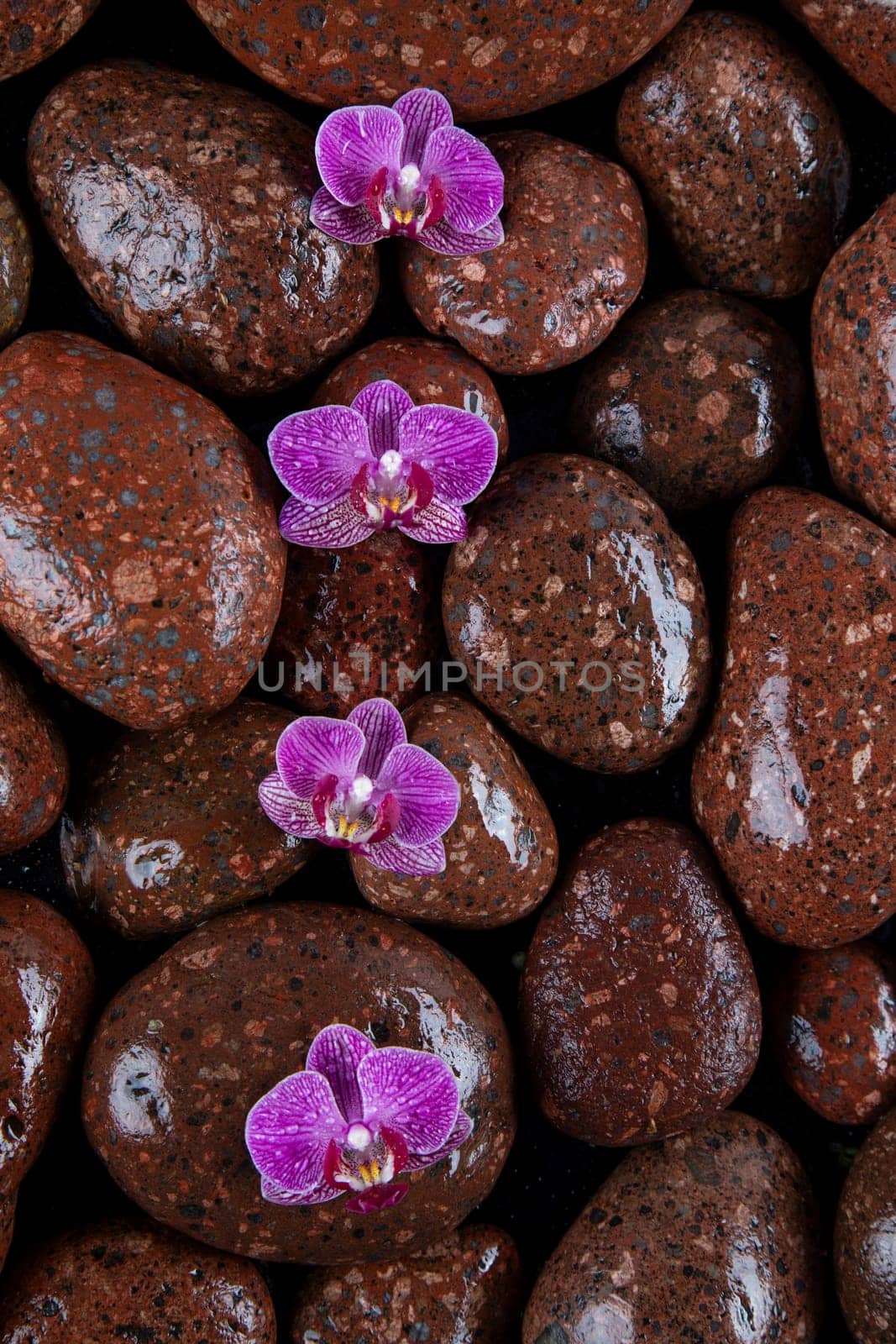 Stones in a purple and pink orchid flower