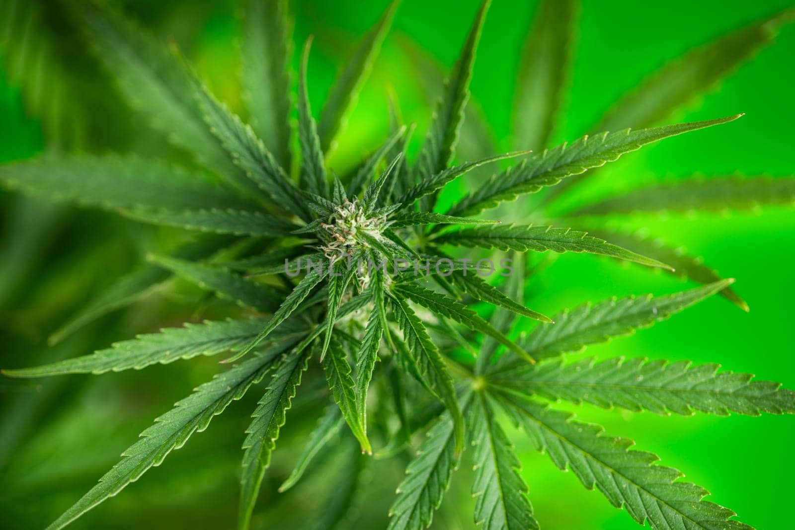 Cannabis leaf and marijuana plant. medical marijuana cannabis