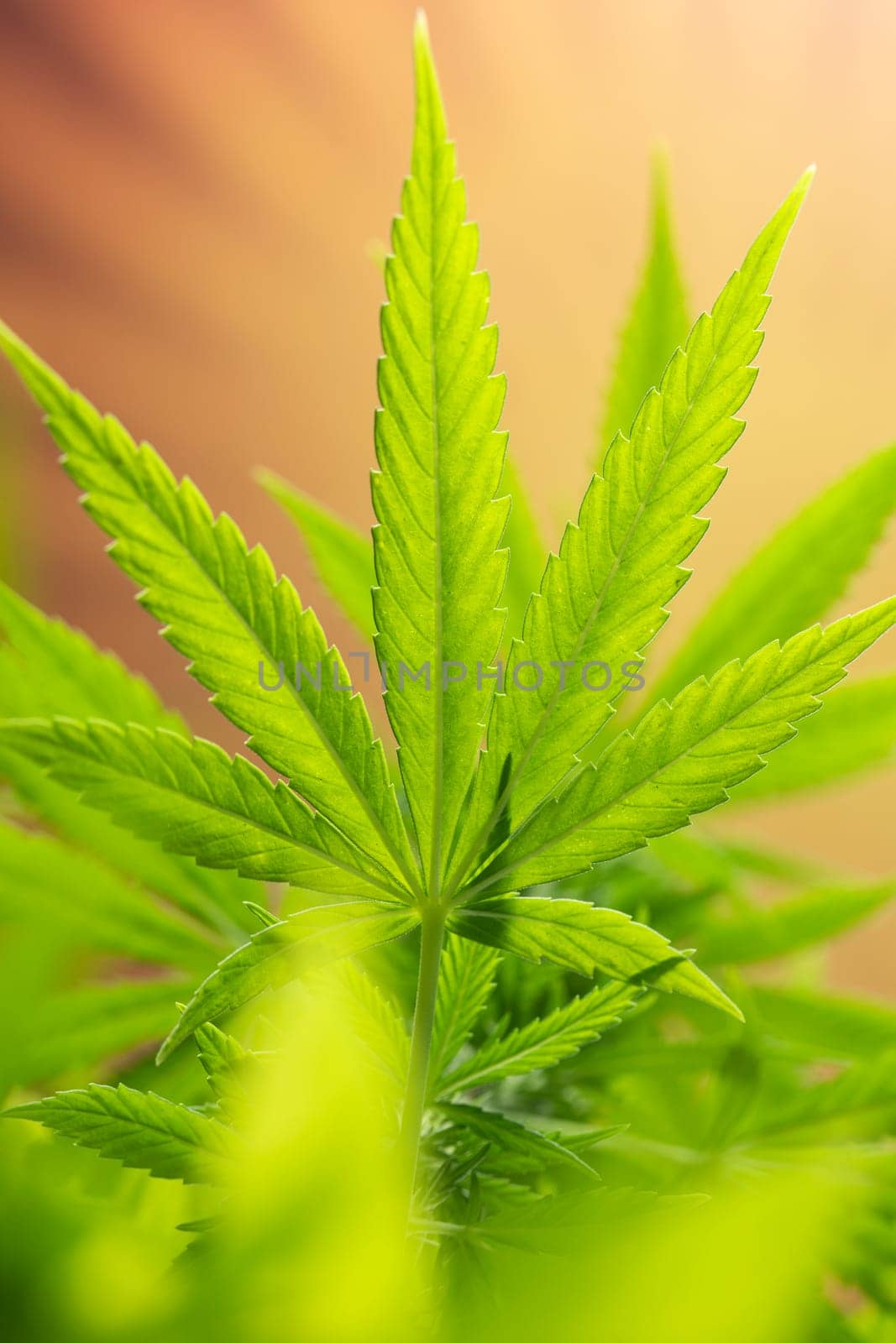 Cannabis leaves, green background, close up, marijuana