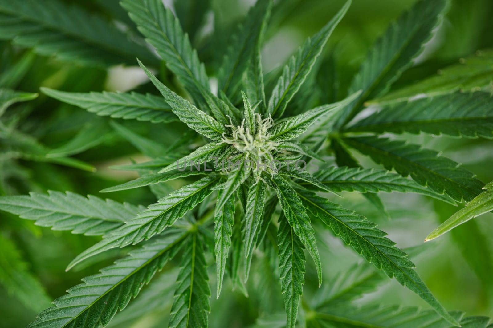 Cannabis leaf and marijuana plant. medical marijuana cannabis