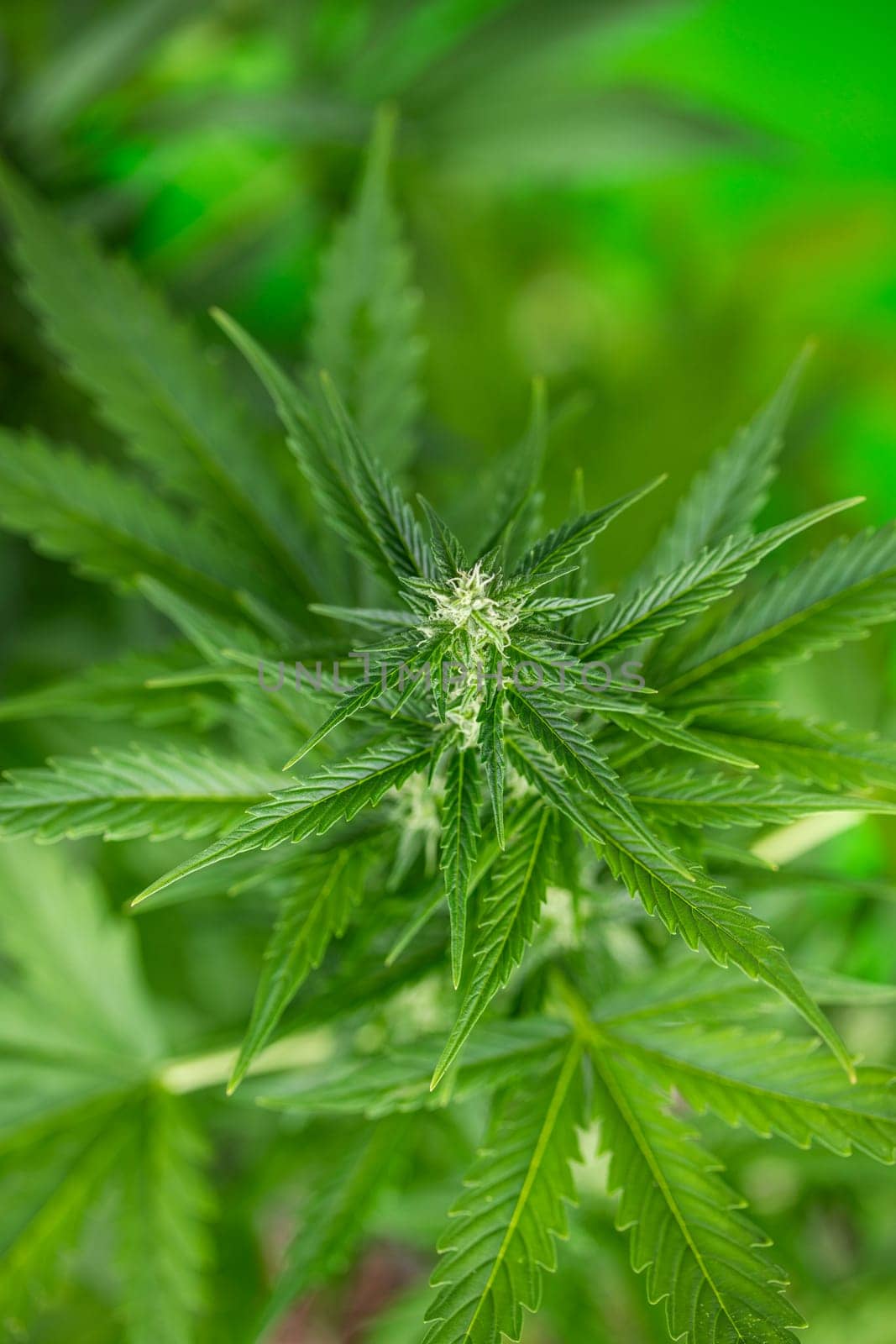 Cannabis leaf and marijuana plant. medical marijuana cannabis