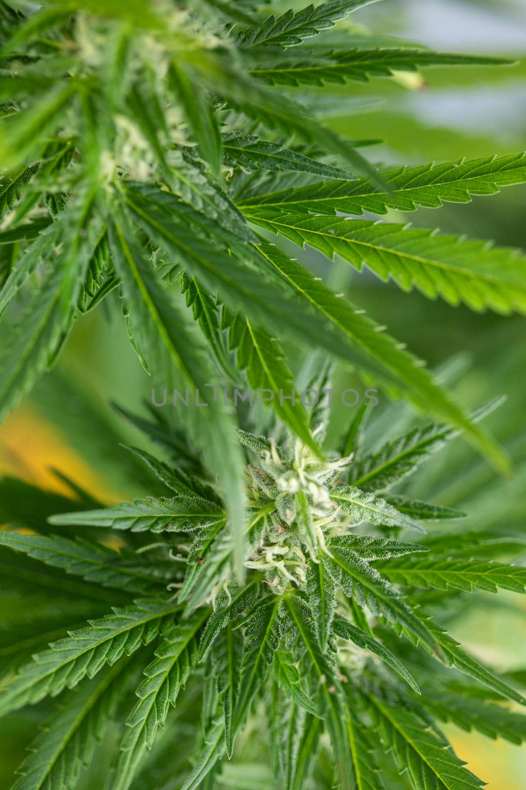 Cannabis leaf and marijuana plant. medical marijuana cannabis