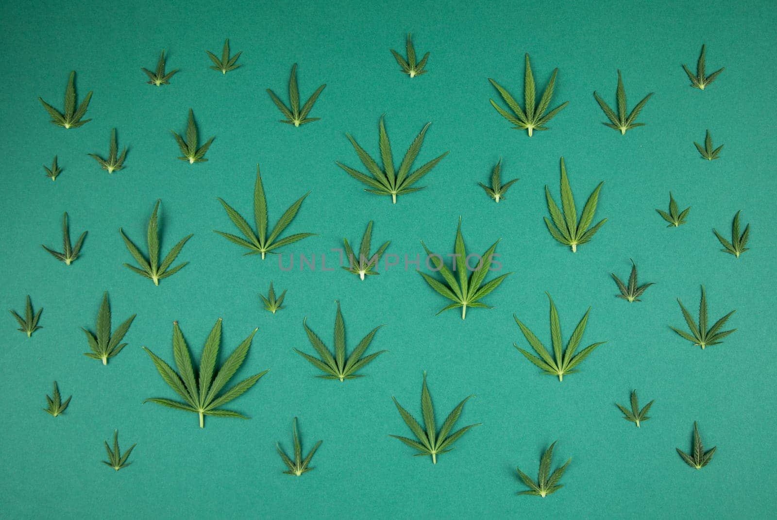 Cannabis leaves with marijuana, cbd, Flat lay composition
