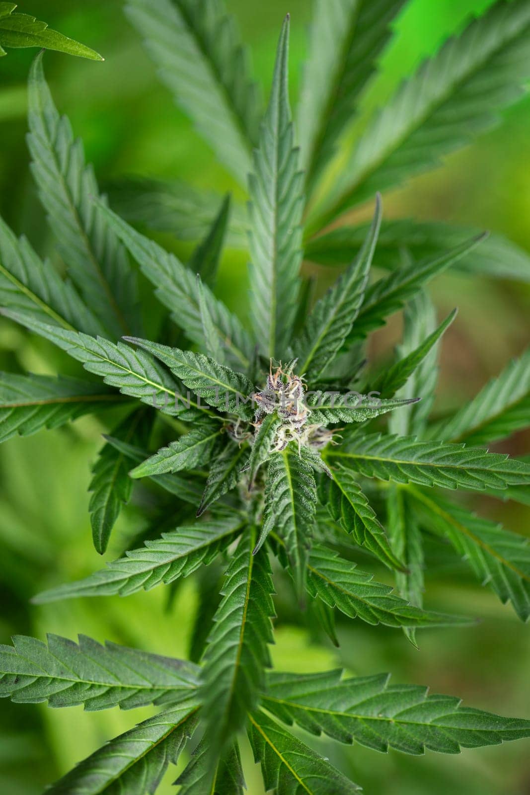 Close up view of green marijuana plant