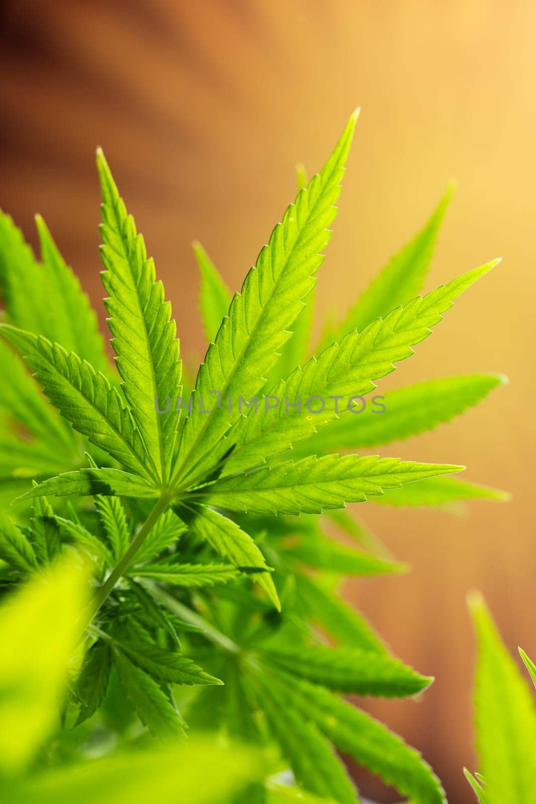 Cannabis leaf and marijuana plant. medical marijuana cannabis