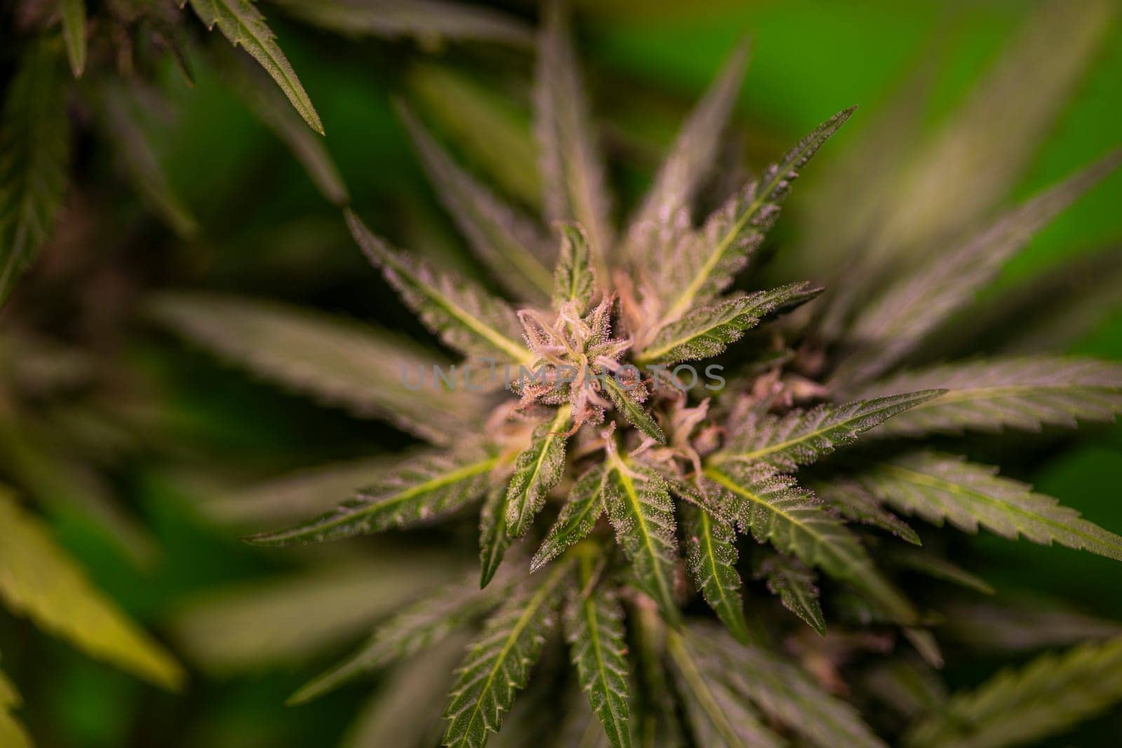 Green cannabis flowers, Weed medicine leaf, Marijuana