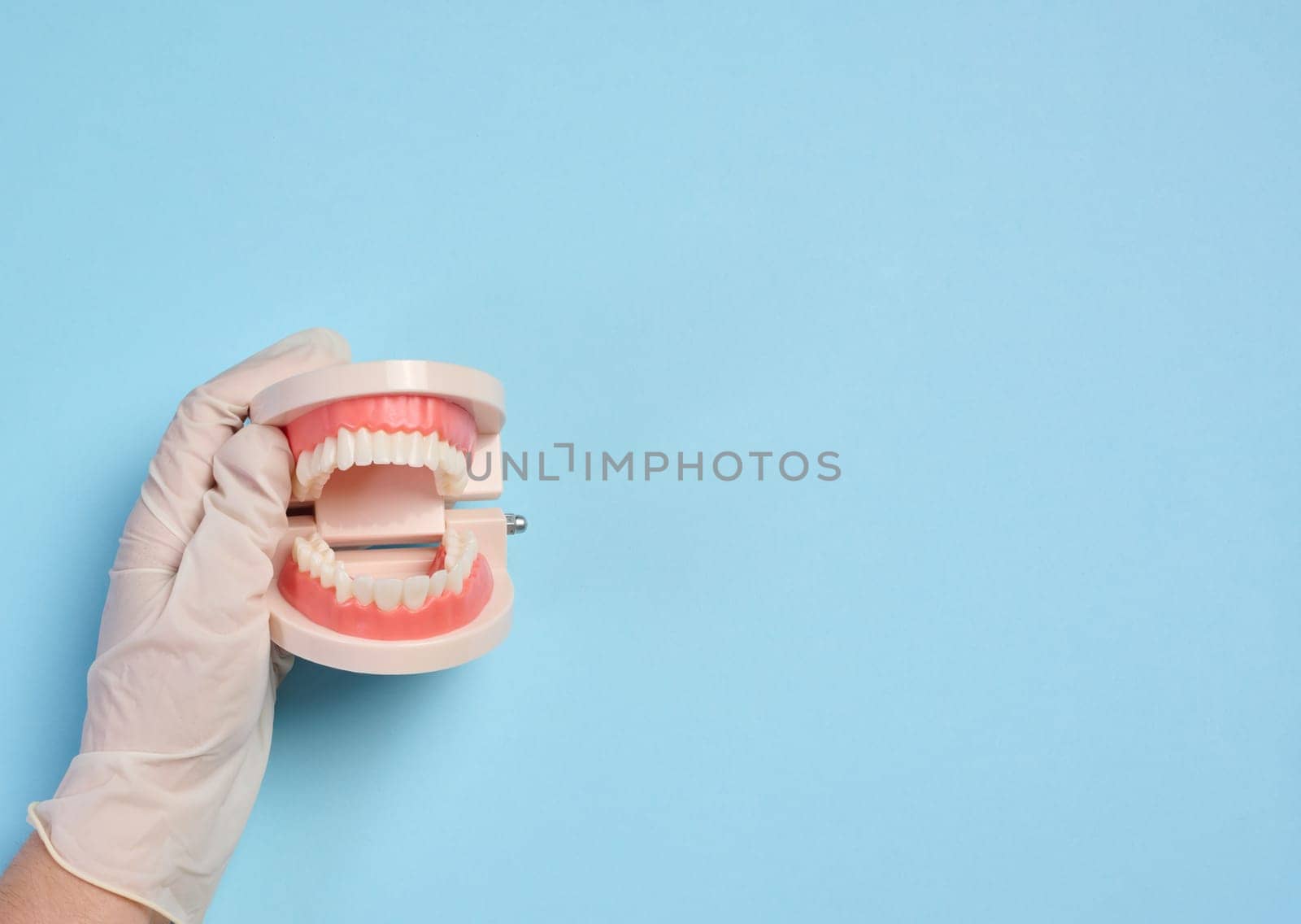 A woman's hand holds an artificial jaw with white teeth on a blue background, oral hygiene. Top view