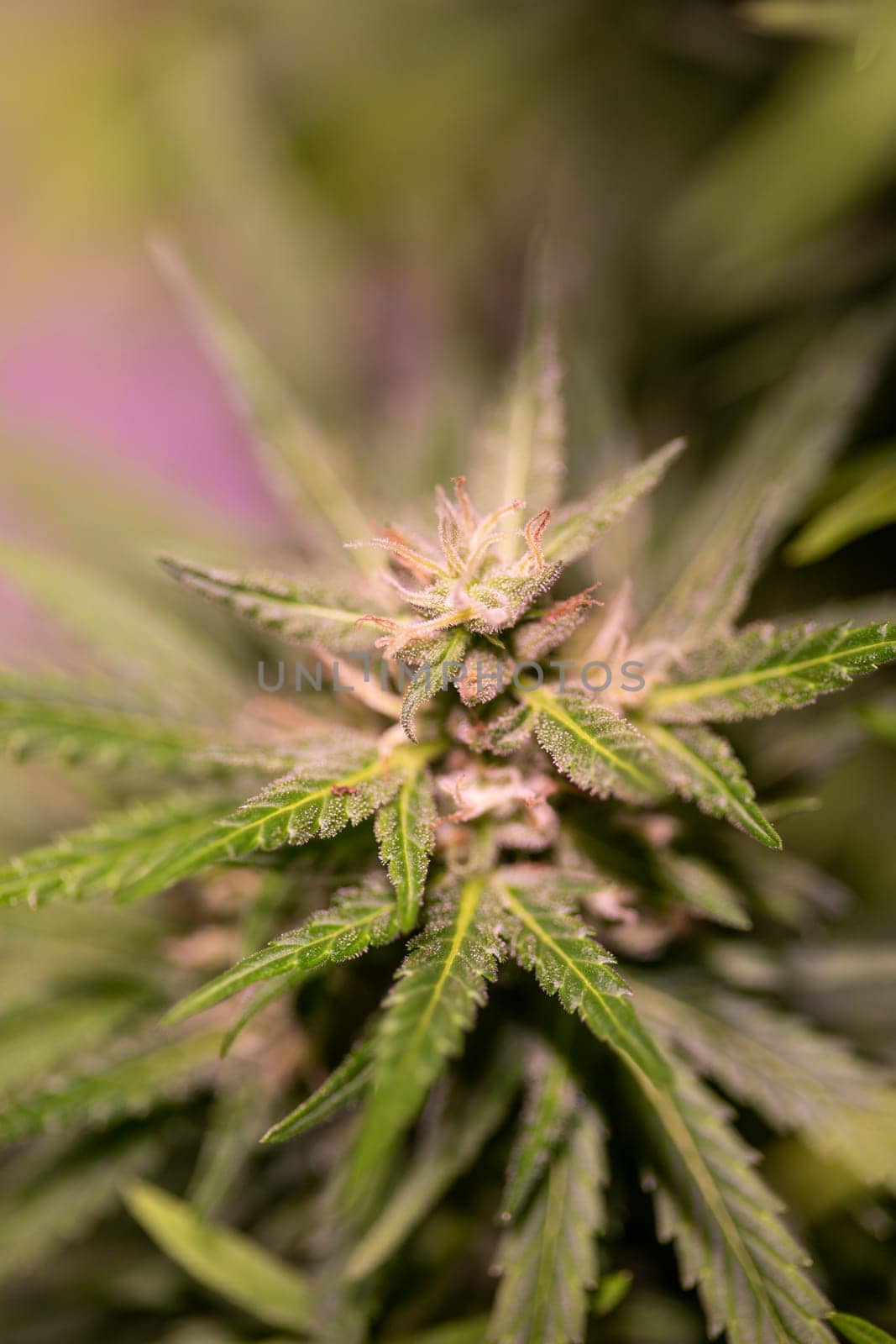 Green cannabis flowers, Weed medicine leaf, Marijuana
