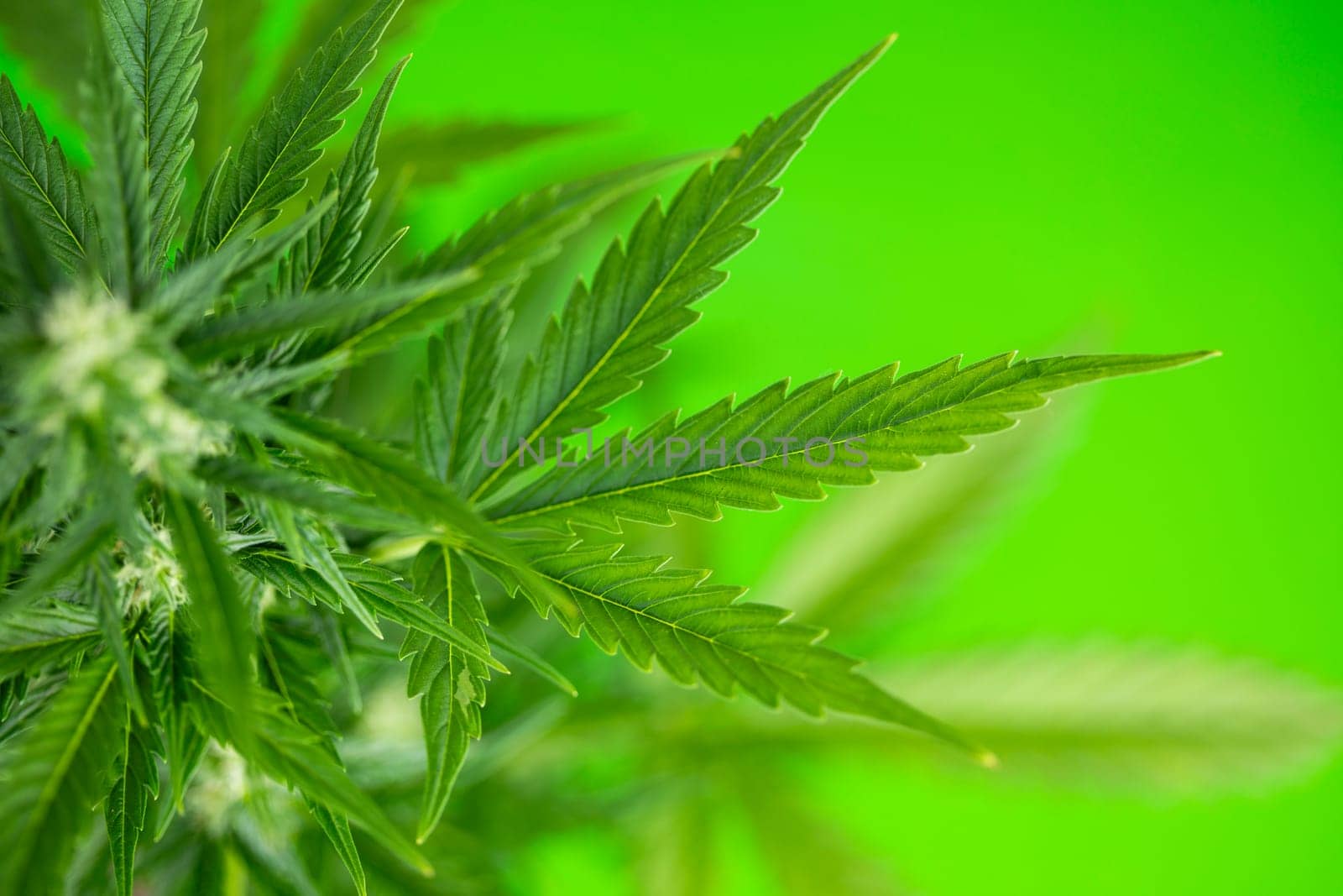 Cannabis leaf and marijuana plant. medical marijuana cannabis