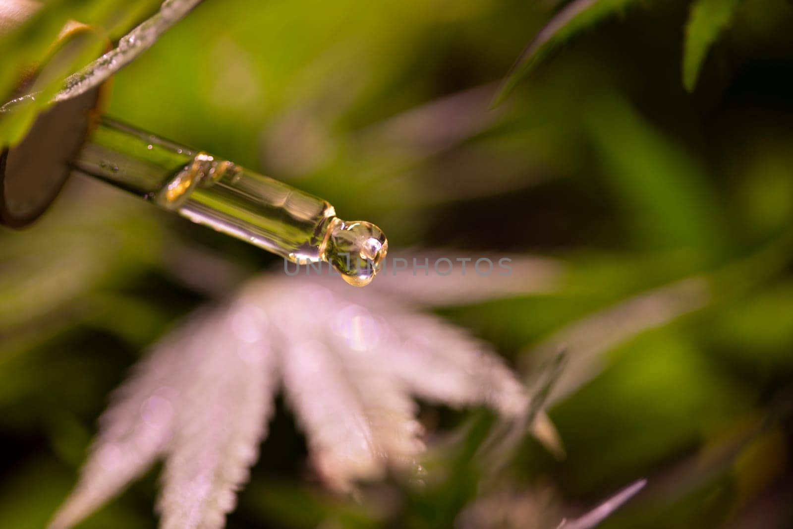 Set of essential oil cbd in a glass bottle, with a pipette, marijuana concept