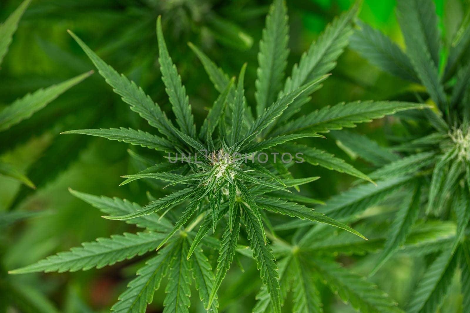 Cannabis leaf and marijuana plant. medical marijuana cannabis