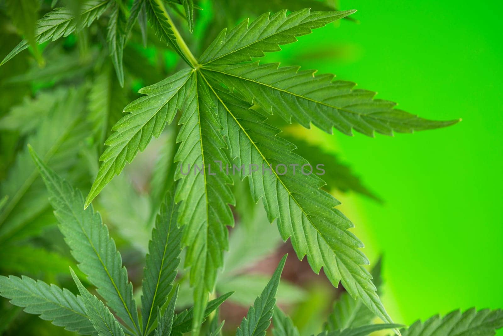 Close up view of green marijuana plant