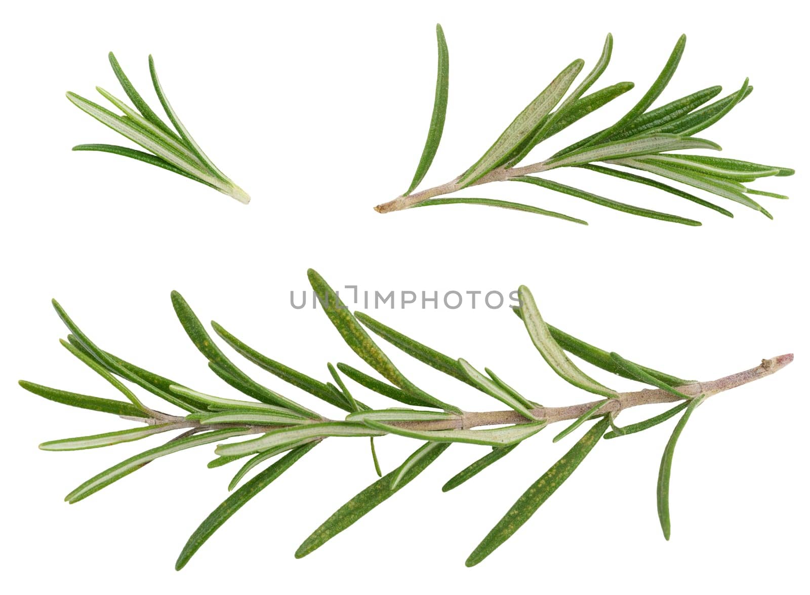 Various fresh green rosemary branches on. isolated background, close up