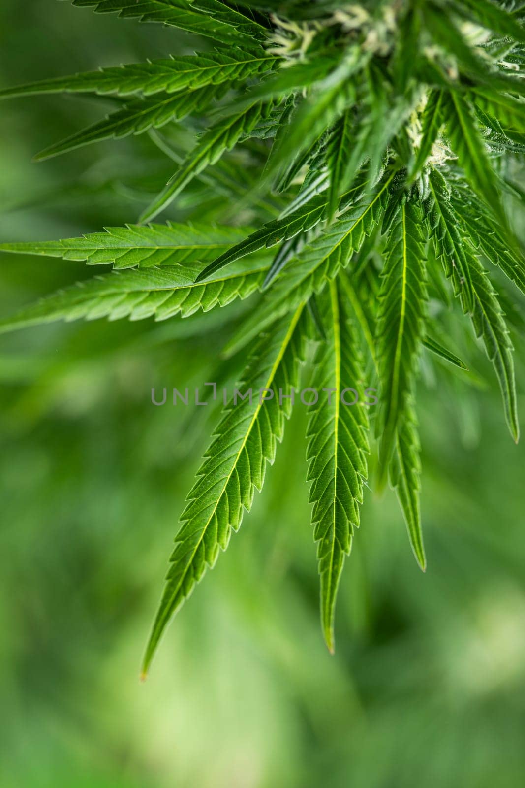 Close up view of green marijuana plant