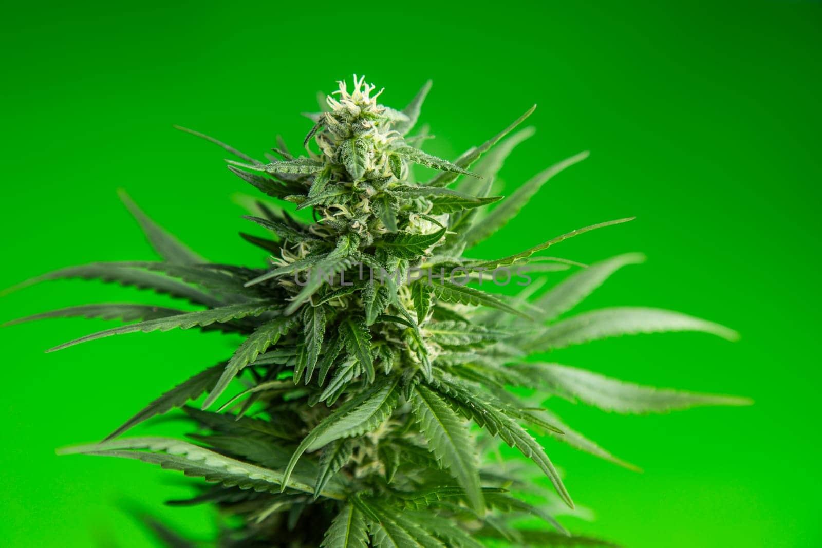 Close up view of green marijuana plant