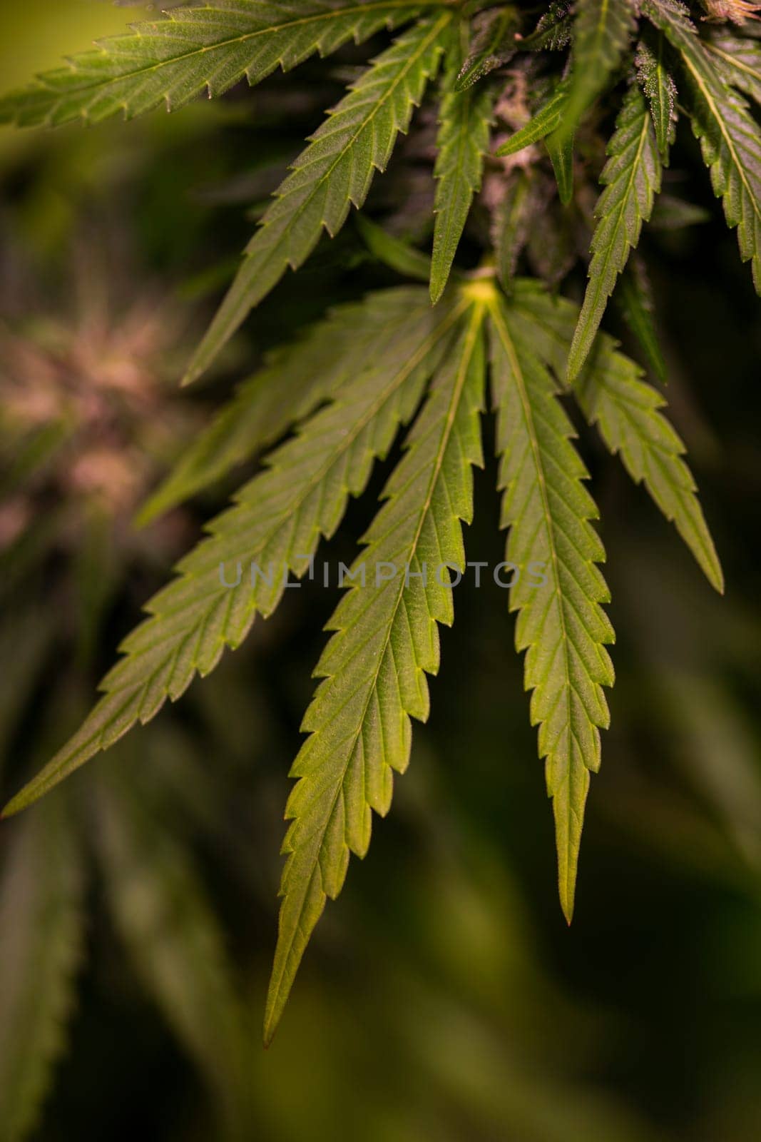 Green cannabis flowers, Weed medicine leaf, Marijuana