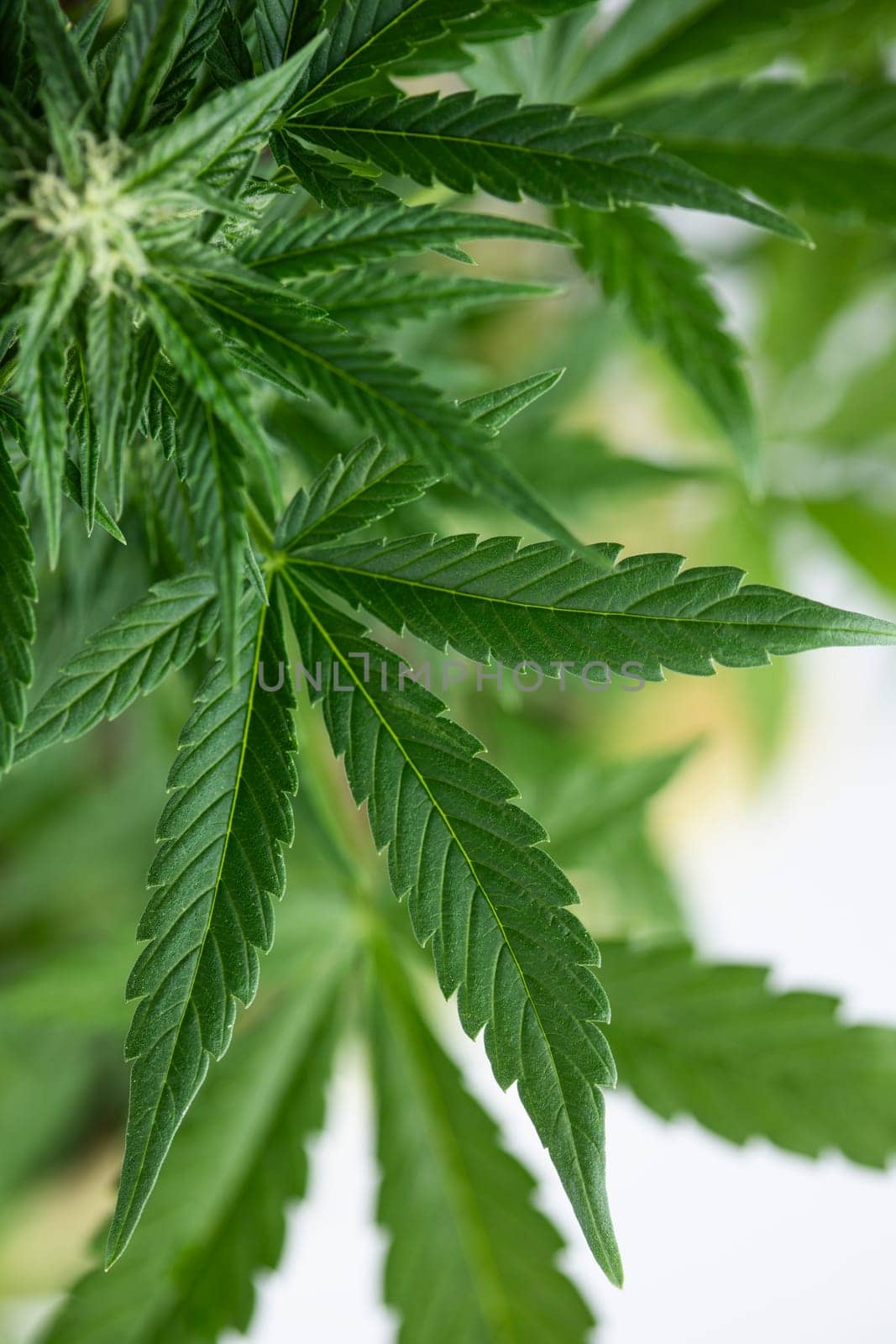 Cannabis leaf and marijuana plant. medical marijuana cannabis