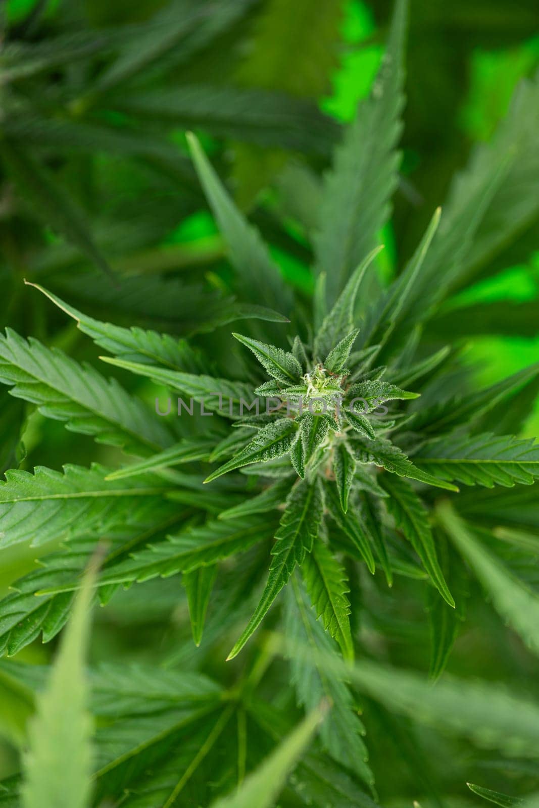 Cannabis leaves, green background, close up, marijuana