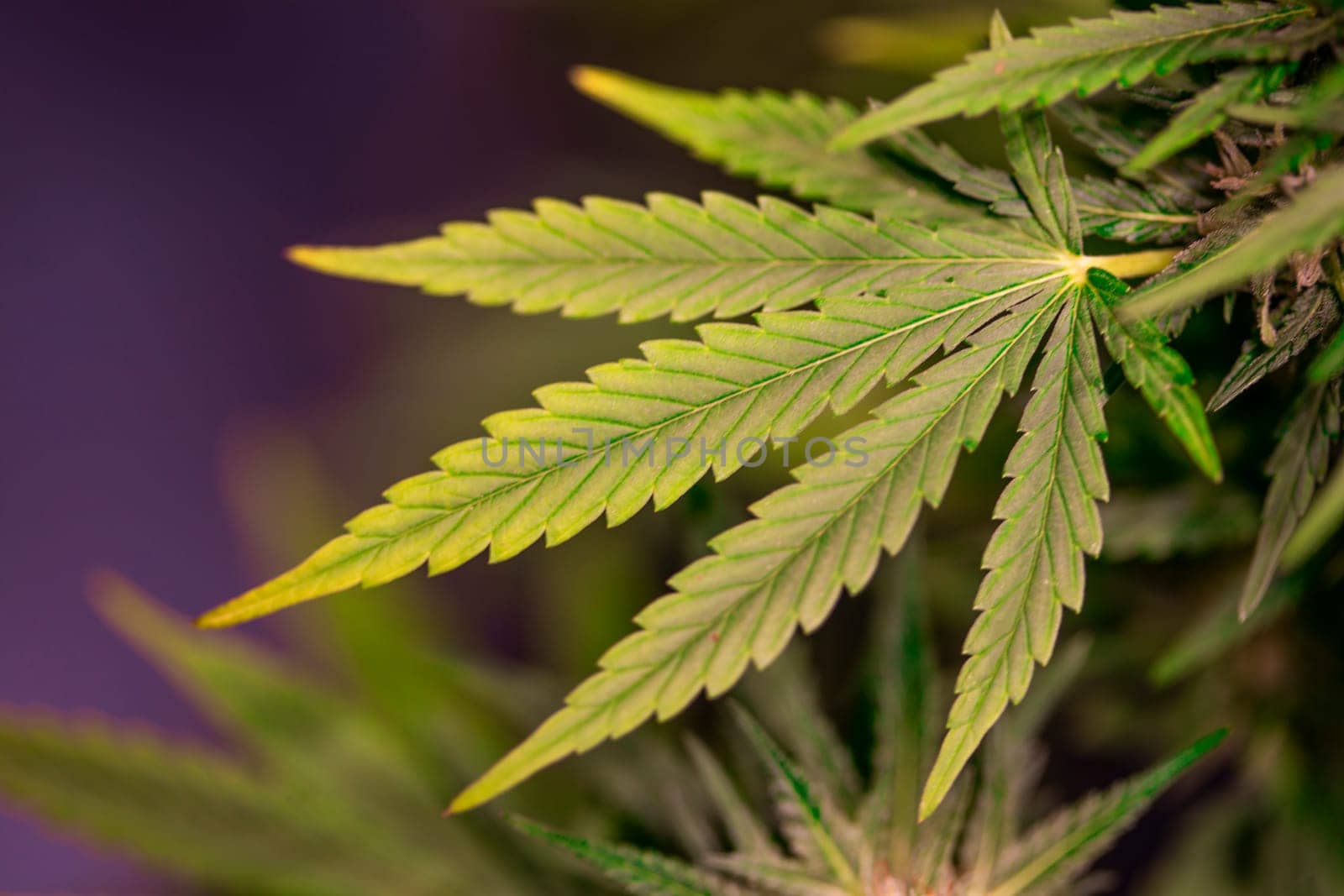Weed medicine leaf, Grow indica flowering, Cannabis plant, Marijuana