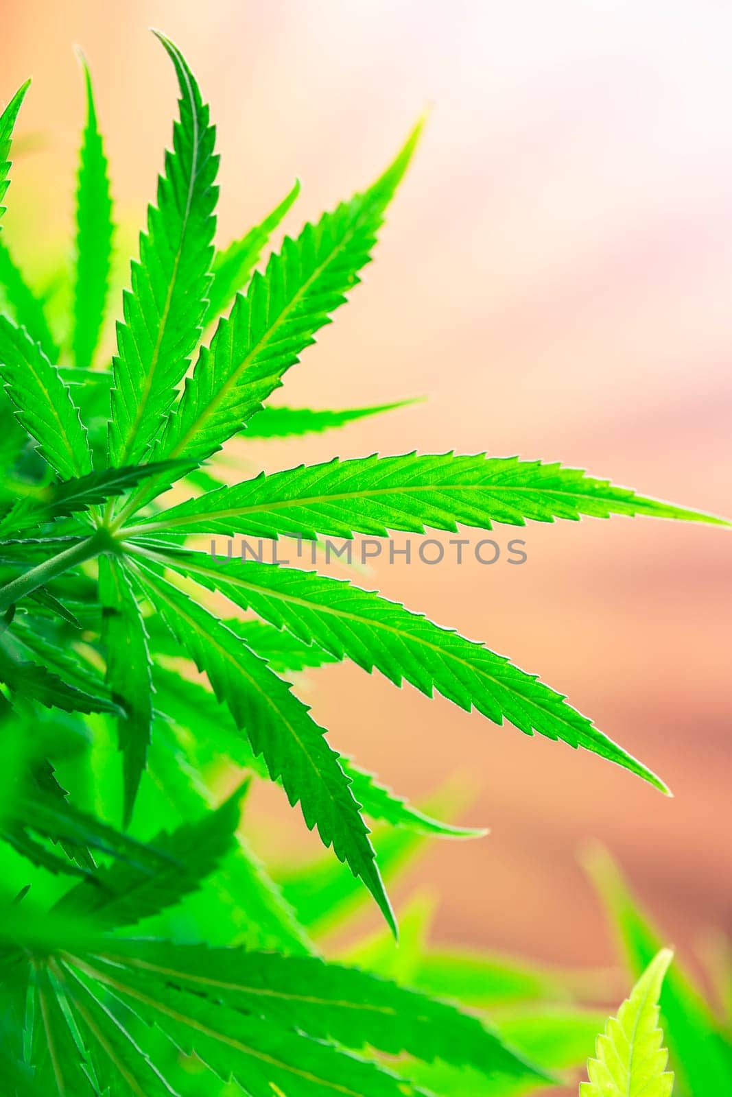 Close up view of green marijuana plant