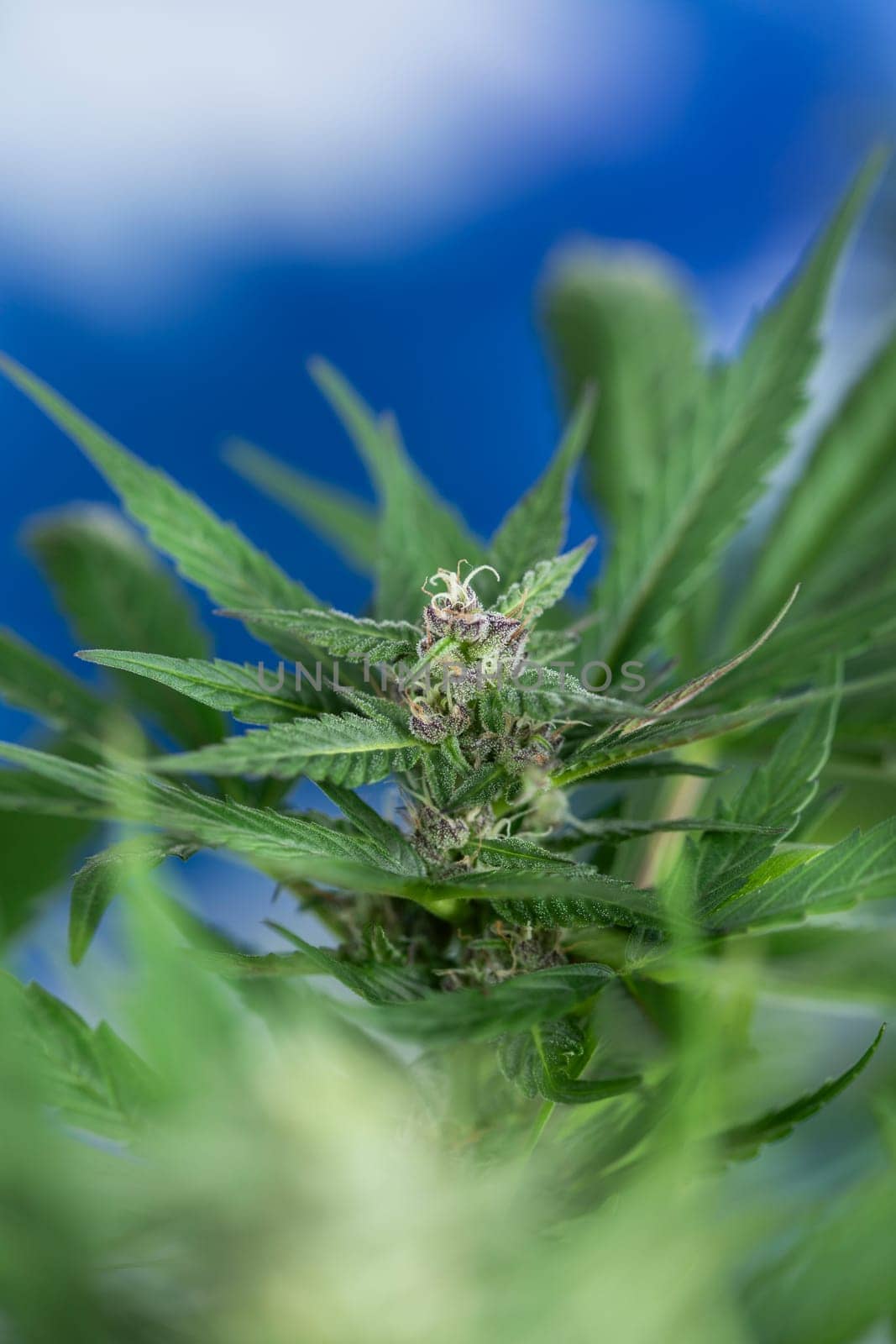 Close up view of green marijuana plant