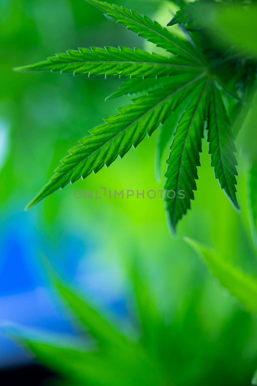 Cannabis leaves, Hemp medical plant, Marijuana