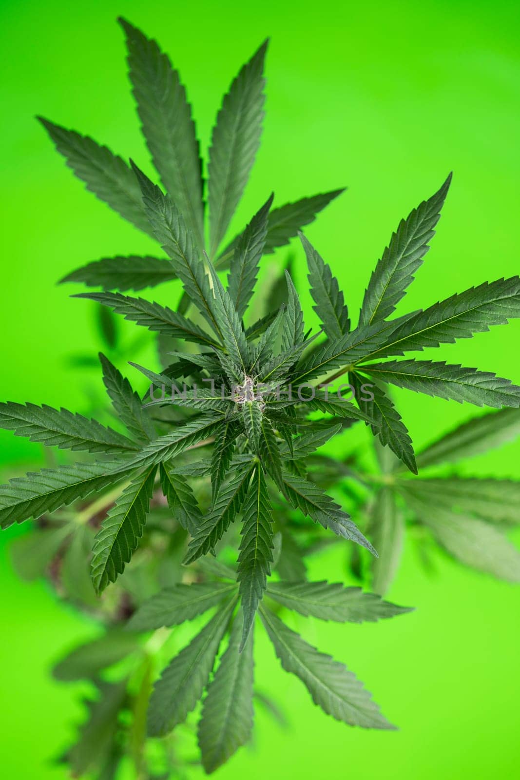Cannabis leaves, Hemp medical plant, Marijuana