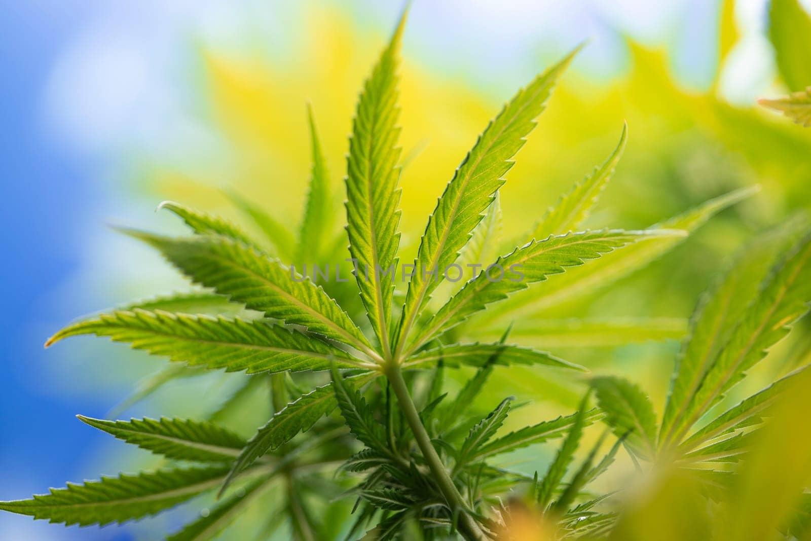 Cannabis leaf and marijuana plant. medical marijuana cannabis