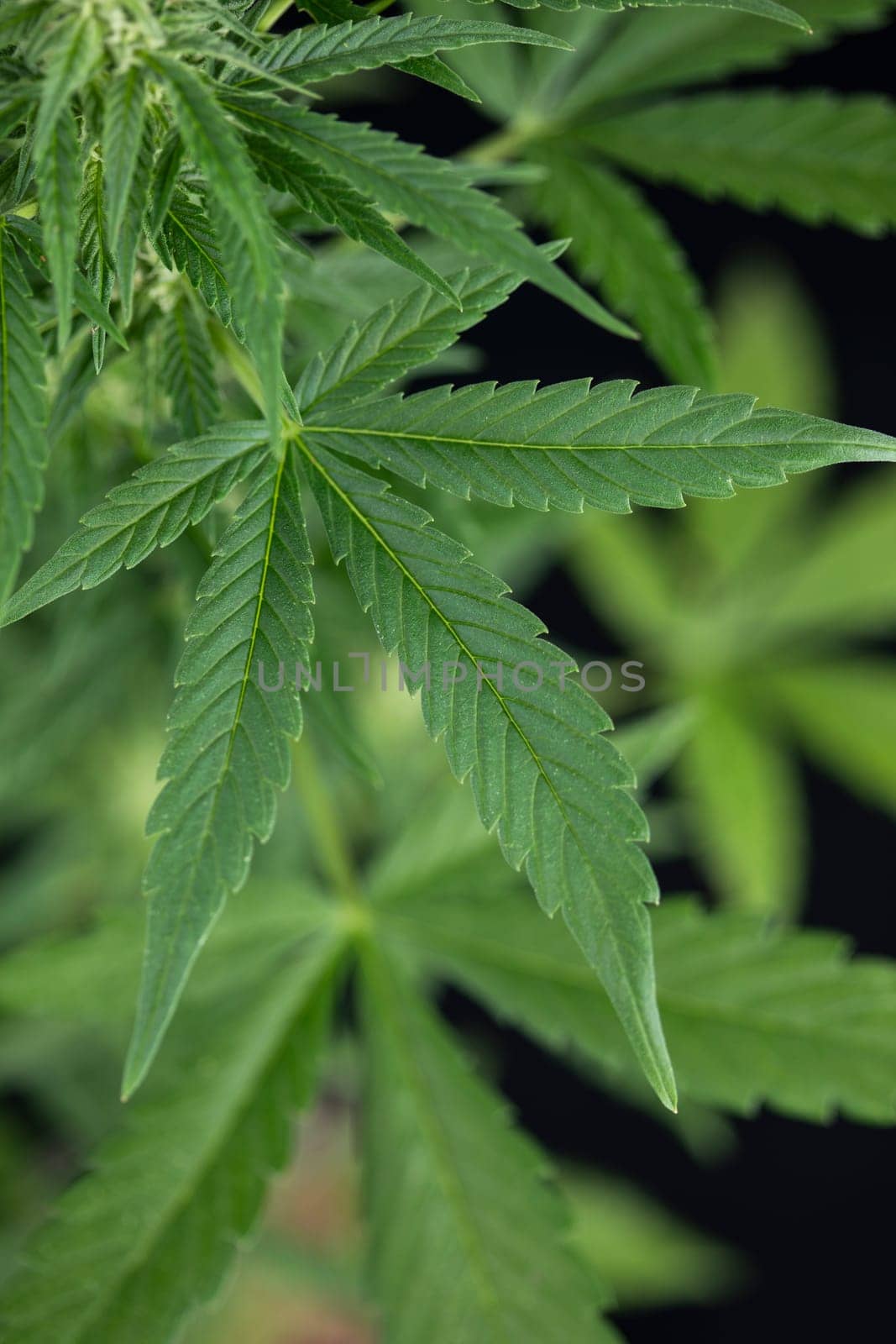 Green cannabis flowers, Weed medicine leaf, Marijuana