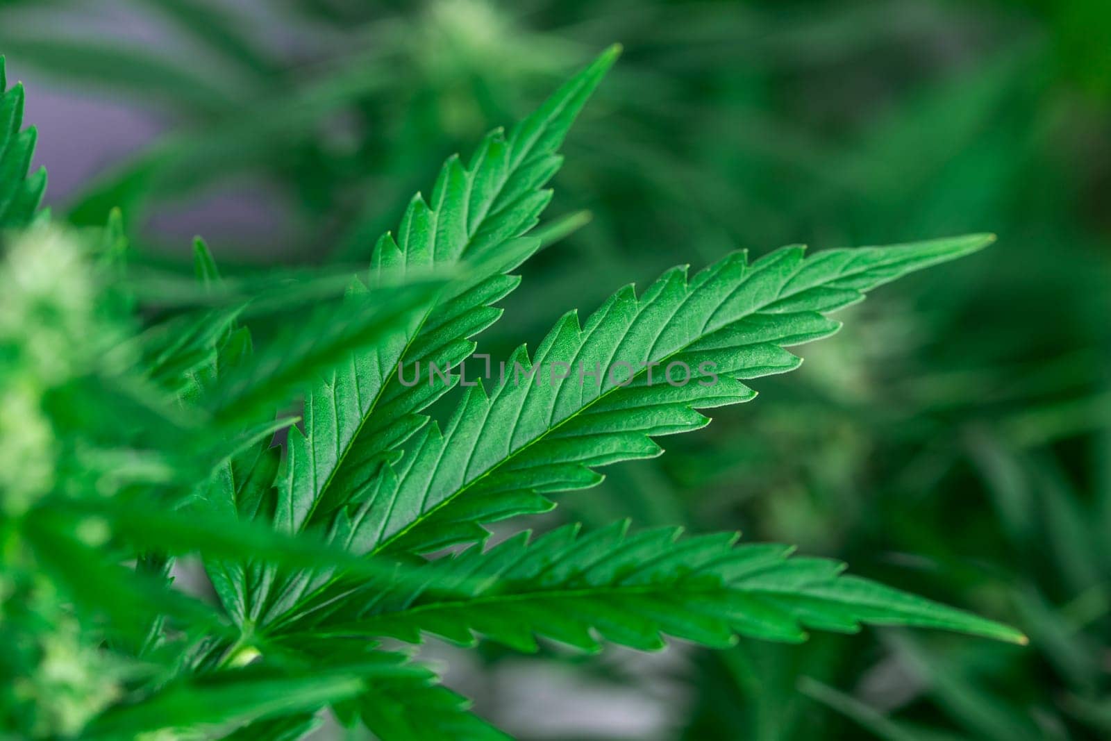Close up view of green marijuana plant